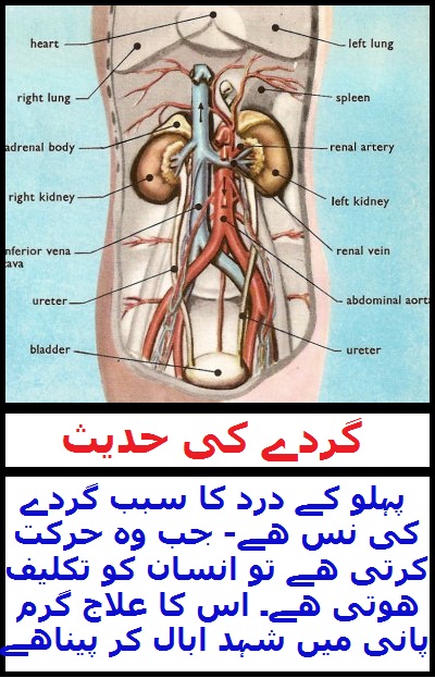 Widget_Kidney Pain Hadith